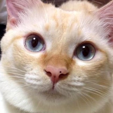 syun46pi92's avatar