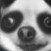 dog51485's avatar