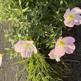 kibecyou's avatar