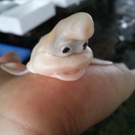 perfectperson's avatar