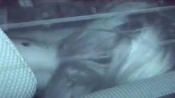 赤外線盗撮25分馬乗り