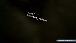 by cocknasty