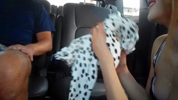 P活初心者ギャルの丁寧な車内フェラ抜き