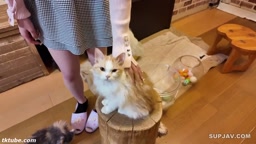 猫カフェ借りて