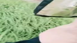 中華_露出_興奮したおじさんがお触り