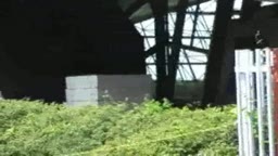 ウッドペッカー　露出  ショート