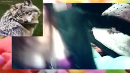 やあ！ちっぱいみれるでー！！カオアリ