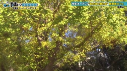 31210ワンダー♯口