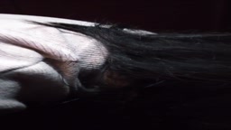 ネカフェでフェラ