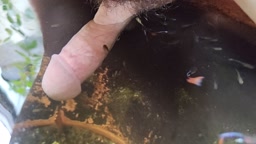 かめとさかな　その2