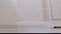 挿入した卵を産卵