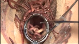 観覧注意　昆虫採集２