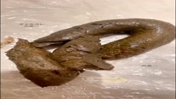 大きなうんちをするかわいい女の子