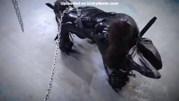 ラテックスの雌犬