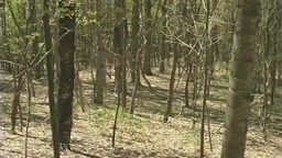 CINEMA 洋画 レ〇プ