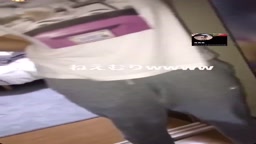 爆乳おふざけ 乳揉み