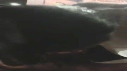 JKにじゅぽしゅぽフェラされる→口内発射