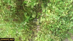 Cum on Sunbathing Babes