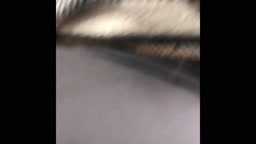 [a8ezk607]Palpis_s_533