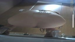 toilet 素人 美女 2