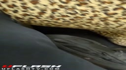 Encoxada - Ebony big butt leopard pants on the subway.