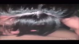 ヤリサー