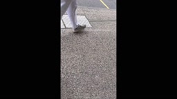 Encoxada Dickflash