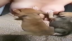 子犬に授乳 ①