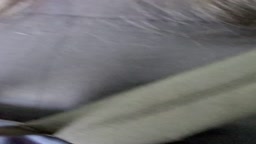 ねんいち29