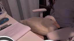 アヒルに乳首をイジられる配信者