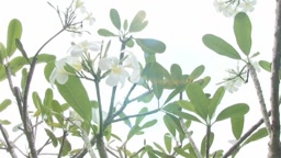 IV_Shiori_k_5