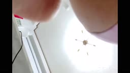 ひ