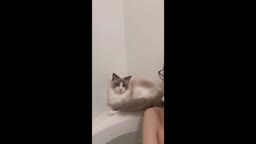 ねこと混浴