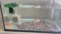 金魚