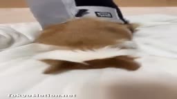 レア　インスタ