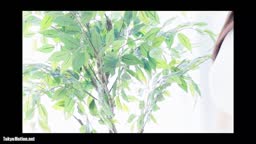 城咲なな　transformation