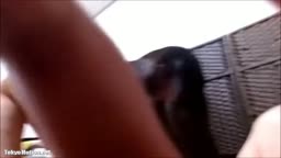 ライブチャット
