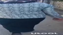 Big ass hijab turkis