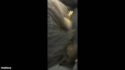 chikanカラー化　おすすめ