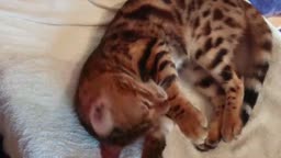 ねこねっこ