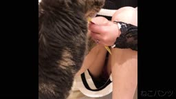 パンチラ