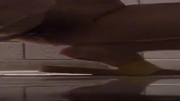 シャワー放尿
