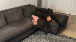 わんわん大好き