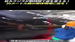 クジラ　食べたいなあ