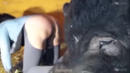 閲覧注意　豚