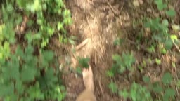 BSHS - Walking and masturbating in the woods