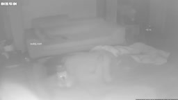 IP CAM