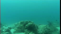 SCUBA