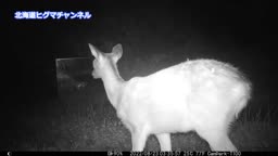 野生動物実験