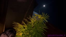 ハメ